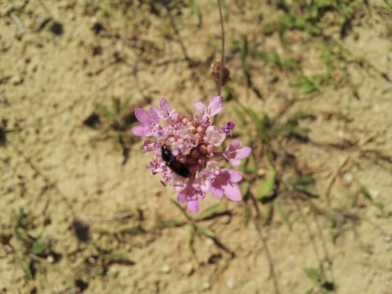 pianta da determinare - Scabiosa cfr. triandra